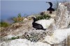 Colonie de Grands cormorans à Chausey (cliché : Gérard Debout)
