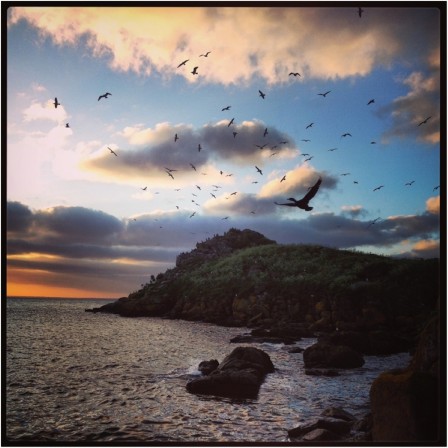 Vol de goélands et cormoran huppé devant les îlots de Chausey (cliché : Guillaume Debout)